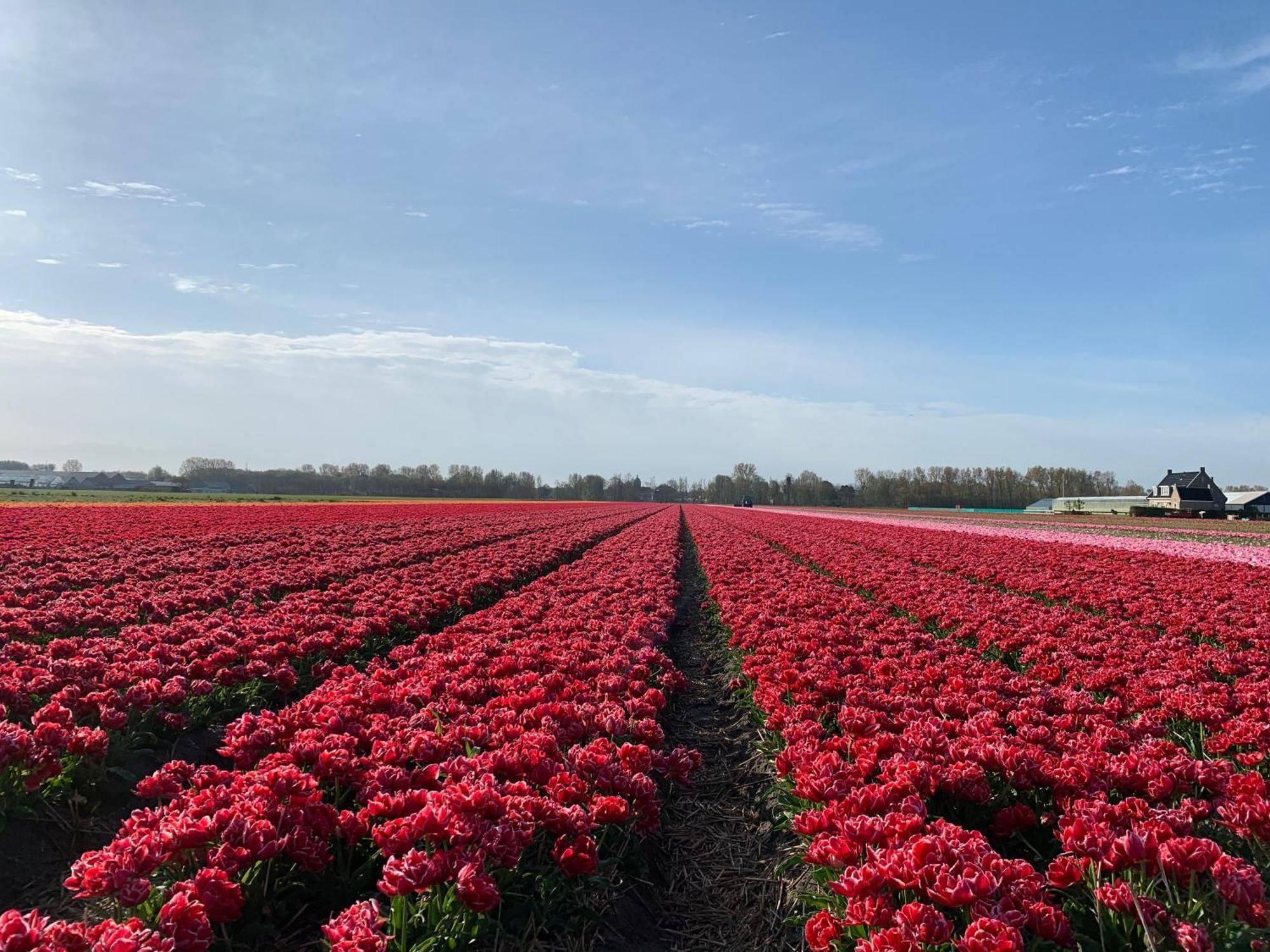 Het Oude Raadhuis Noordwijkerhout Extérieur photo